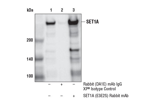 Immunoprecipitation Image 1: SET1A (E3E2S) Rabbit mAb
