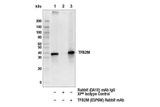 Immunoprecipitation Image 1: TFB2M (E5P6W) Rabbit mAb