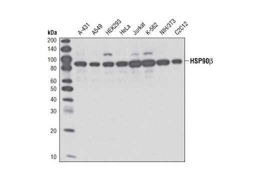 Western Blotting Image 1: HSP90β Antibody