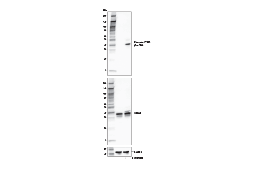  Image 6: Human-Reactive STING Pathway Antibody Sampler Kit