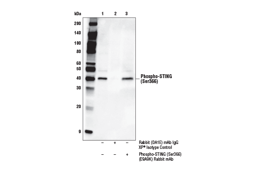 Immunoprecipitation Image 1: Phospho-STING (Ser366) (E9A9K) Rabbit mAb