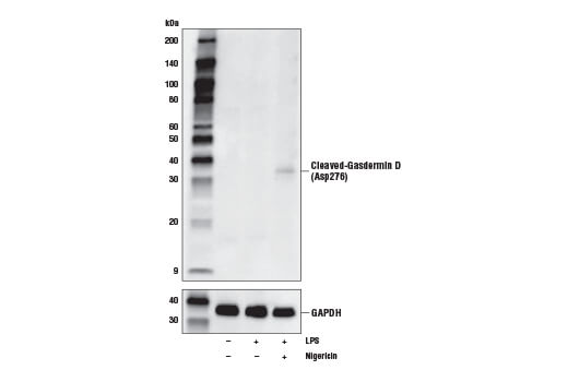 Western Blotting Image 1: Cleaved Gasdermin D (Asp276) Antibody (Mouse Specific)