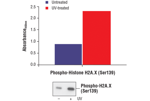  Image 1: PathScan® Phospho-Histone H2A.X (Ser139) Sandwich ELISA Kit