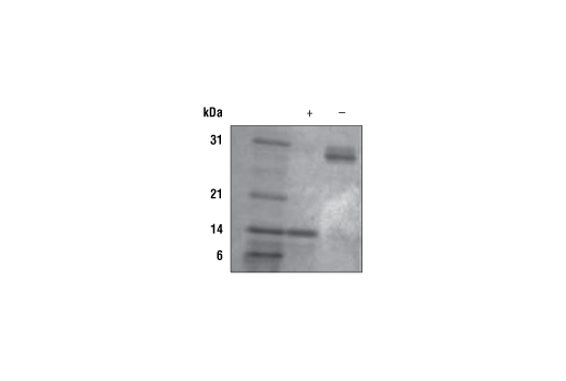  Image 2: Mouse IL-17A Recombinant Protein