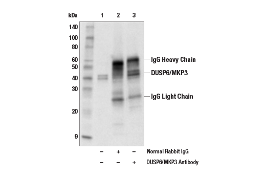 Immunoprecipitation Image 1: DUSP6/MKP3 Antibody