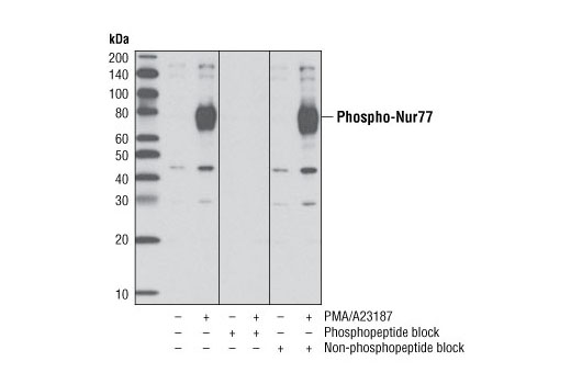 Western Blotting Image 1: Phospho-Nur77 (Ser351) (D22G5) Rabbit mAb