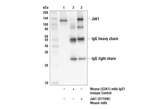 Immunoprecipitation Image 1: Jak1 (D1T6W) Mouse mAb