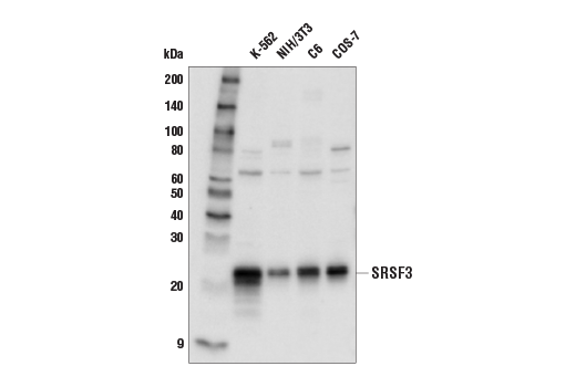 Western Blotting Image 1: SRSF3 Antibody