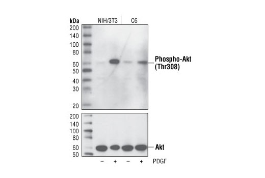 Western Blotting Image 1: Phospho-Akt (Thr308) (L32A4) Mouse mAb