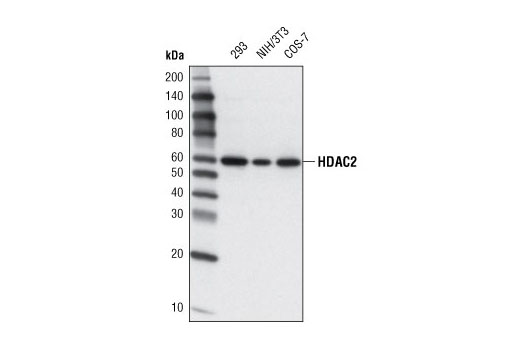 Western Blotting Image 1: HDAC2 (3F3) Mouse mAb