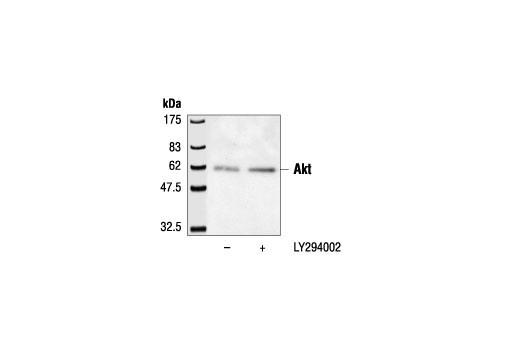 Immunoprecipitation Image 1: Akt (5G3) Mouse mAb (Biotinylated)