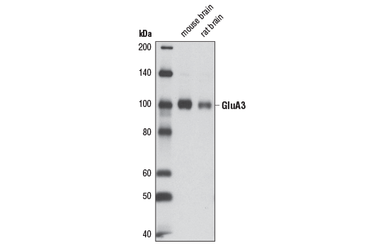 Western Blotting Image 1: AMPA Receptor 3 (GluA3) (D25G9) Rabbit mAb