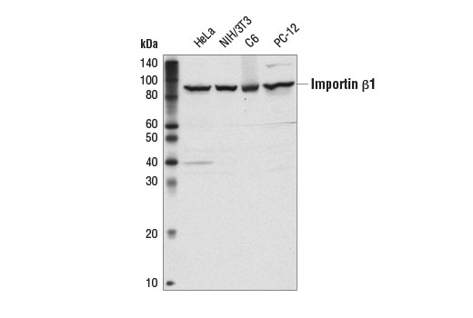 Western Blotting Image 1: Importin β1 (E1F1E) Rabbit mAb