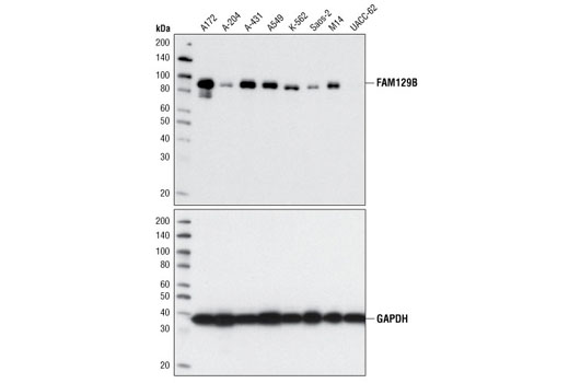 Western Blotting Image 1: FAM129B Antibody