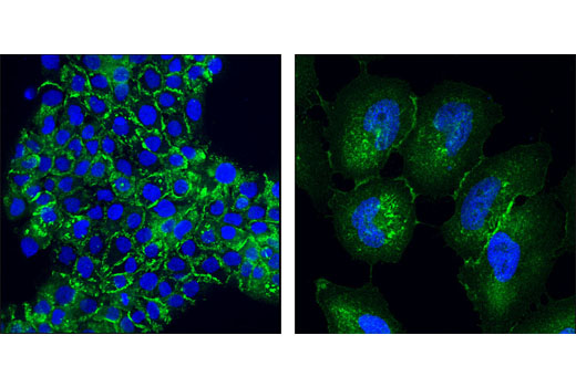 Immunofluorescence Image 1: FAM129B Antibody