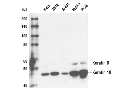 Western Blotting Image 1: Keratin 8/18 (C51) Mouse mAb (BSA and Azide Free)