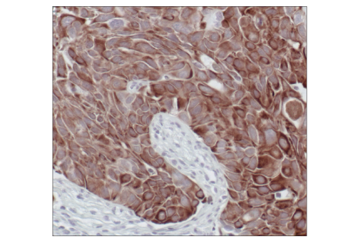Immunohistochemistry Image 5: Keratin 8/18 (C51) Mouse mAb (BSA and Azide Free)