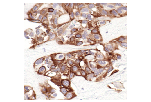 Immunohistochemistry Image 2: Keratin 8/18 (C51) Mouse mAb (BSA and Azide Free)