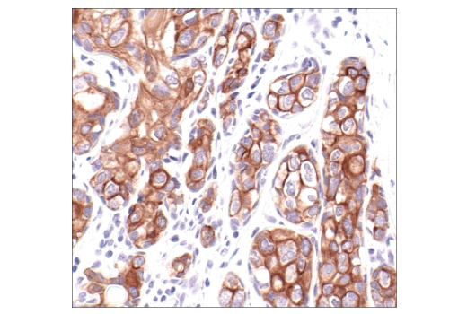 Immunohistochemistry Image 1: Keratin 8/18 (C51) Mouse mAb (BSA and Azide Free)