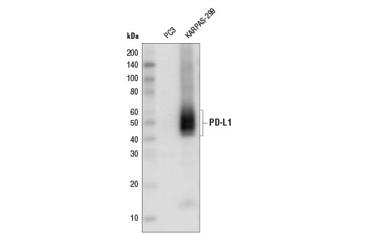 Western Blotting Image 1: PD-L1 (E1L3N®) XP® Rabbit mAb (HRP Conjugate)