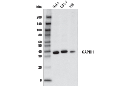 Western Blotting Image 1: GAPDH (D4C6R) Mouse mAb (HRP Conjugate)