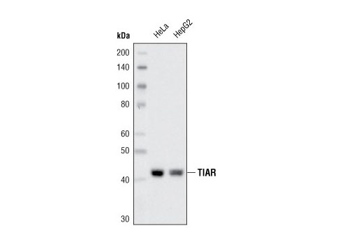 Western Blotting Image 1: TIAR Antibody