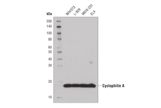 Western Blotting Image 1: Cyclophilin A (D2Y4M) Rabbit mAb