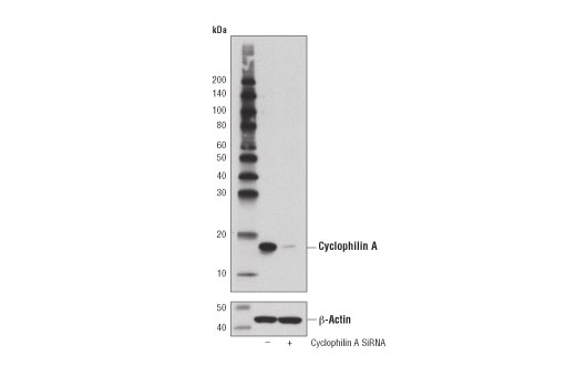 Western Blotting Image 2: Cyclophilin A (D2Y4M) Rabbit mAb