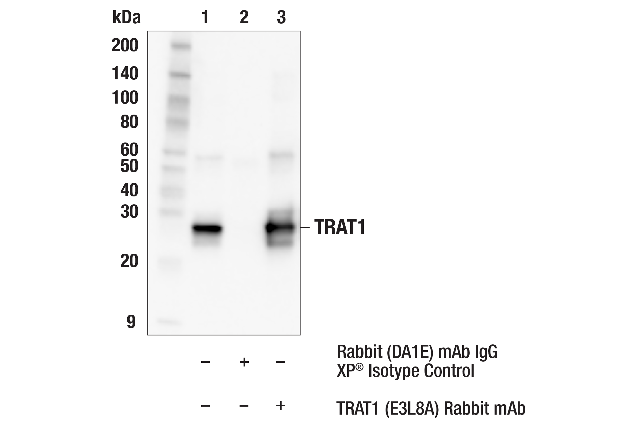 Immunoprecipitation Image 1: TRAT1 (E3L8A) Rabbit mAb