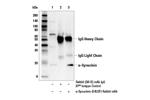 Immunoprecipitation Image 1: α-Synuclein (E4U2F) XP® Rabbit mAb