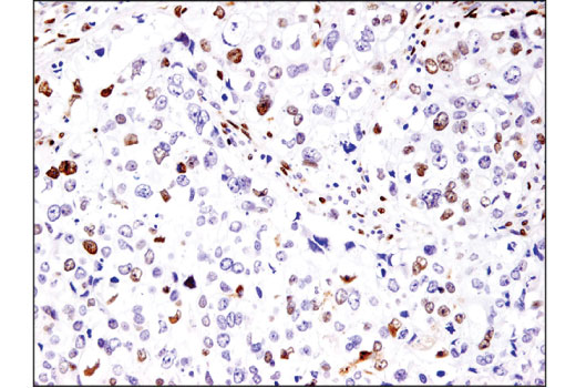Immunohistochemistry Image 1: Fra2 (D2F1E) Rabbit mAb (BSA and Azide Free)