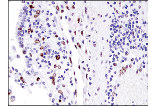 Immunohistochemistry Image 2: Fra2 (D2F1E) Rabbit mAb (BSA and Azide Free)