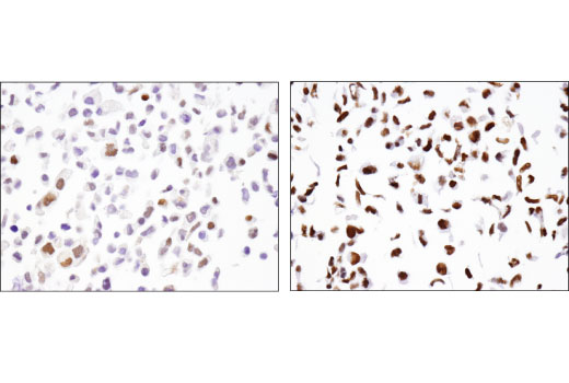 Immunohistochemistry Image 3: Fra2 (D2F1E) Rabbit mAb (BSA and Azide Free)