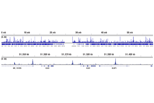 Chromatin Immunoprecipitation Image 2: Androgen Receptor (D6F11) XP® Rabbit mAb