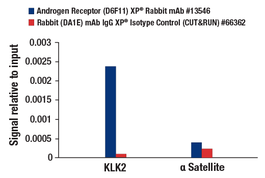 CUT and RUN Image 3: Androgen Receptor (D6F11) XP® Rabbit mAb