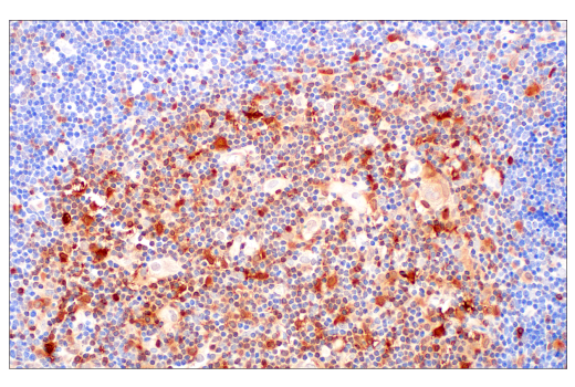 Immunohistochemistry Image 7: SERPINB9 (E9J8J) XP® Rabbit mAb (BSA and Azide Free)
