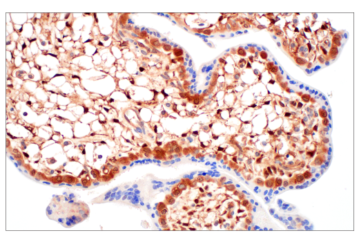 Immunohistochemistry Image 6: SERPINB9 (E9J8J) XP® Rabbit mAb (BSA and Azide Free)