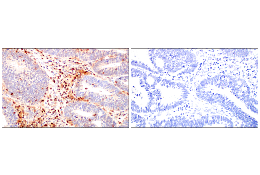Immunohistochemistry Image 9: SERPINB9 (E9J8J) XP® Rabbit mAb (BSA and Azide Free)