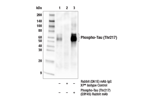 Immunoprecipitation Image 1: Phospho-Tau (Thr217) (E9Y4S) Rabbit mAb