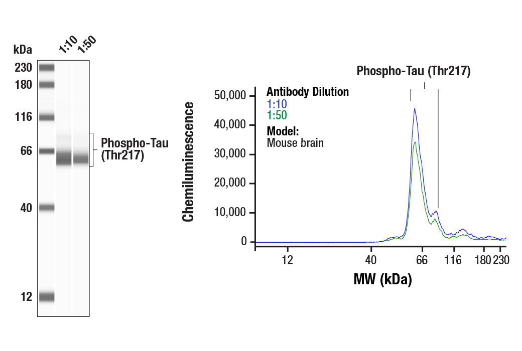  Image 10: Phospho-Tau (Ser214/T217) Signaling Antibody Sampler Kit