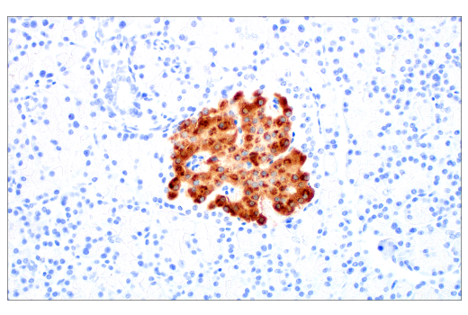 Immunohistochemistry Image 3: C-Peptide (E9C4P) Rabbit mAb