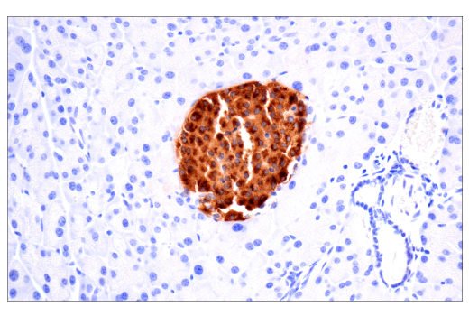 Immunohistochemistry Image 1: C-Peptide (E9C4P) Rabbit mAb