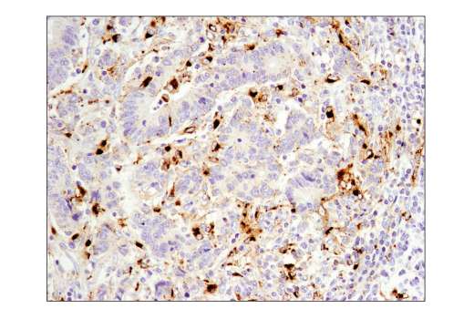 Immunohistochemistry Image 2: OX40L (D6K7R) Rabbit mAb (BSA and Azide Free)