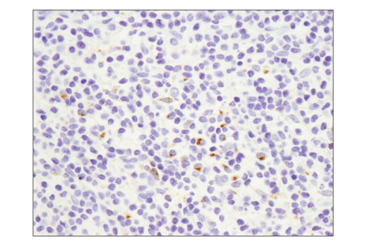 Immunohistochemistry Image 3: OX40L (D6K7R) Rabbit mAb (BSA and Azide Free)