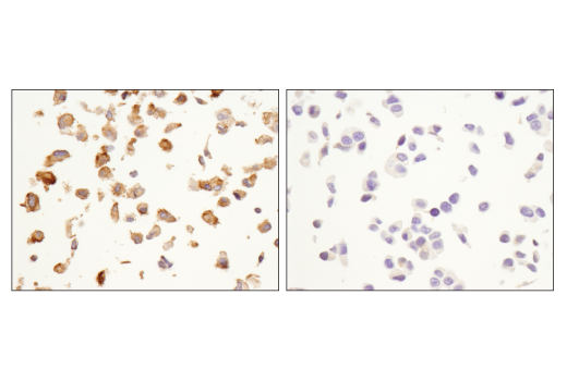 Immunohistochemistry Image 5: OX40L (D6K7R) Rabbit mAb (BSA and Azide Free)