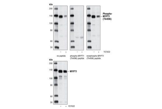 Western Blotting Image 1: Phospho-MYPT1 (Thr696) Antibody