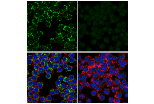 Immunofluorescence Image 3: CD68 (E3O7V) Rabbit mAb (Alexa Fluor® 488 Conjugate)