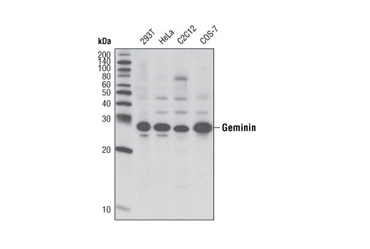 Western Blotting Image 1: Geminin Antibody