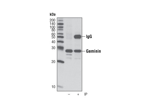 Immunoprecipitation Image 1: Geminin Antibody