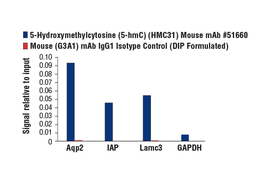  Image 1: 5-Hydroxymethylcytosine (5-hmC) (HMC31) Mouse mAb